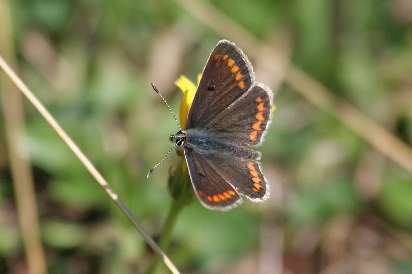 Aricia agestis